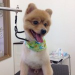 ポメラニアン　ポン君２６７